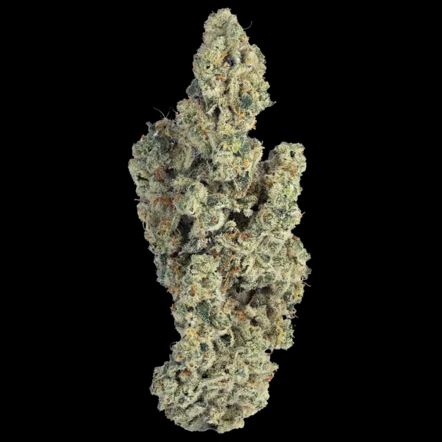 Bathera 33 CA CJ