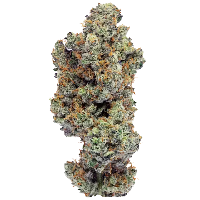 Bathera 33 CA GB2
