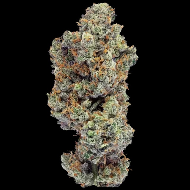 Bathera 33 CA GB2