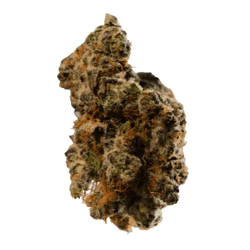 Bathera 29 CA TK