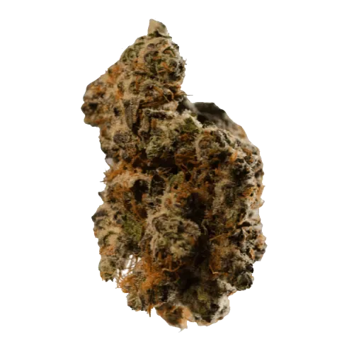 Bathera 29 CA TK
