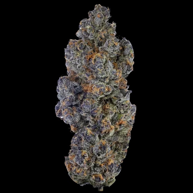 Bathera 29 CA SB