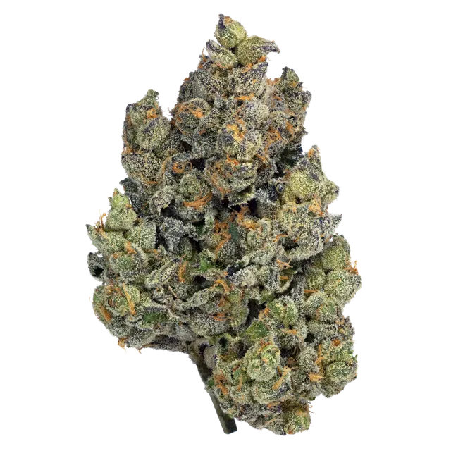 Bathera 29 CA BL