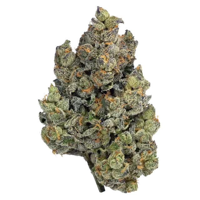 Bathera 29 CA BL