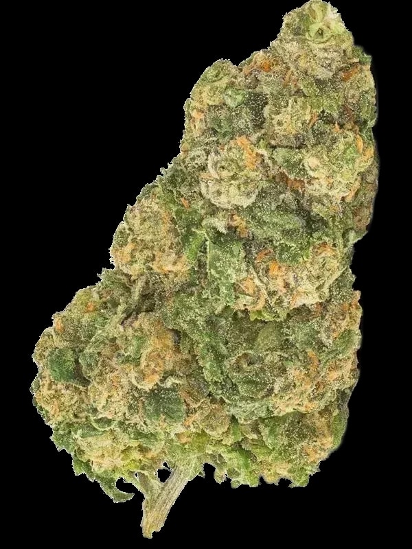 Daily Special 25/1 GMO