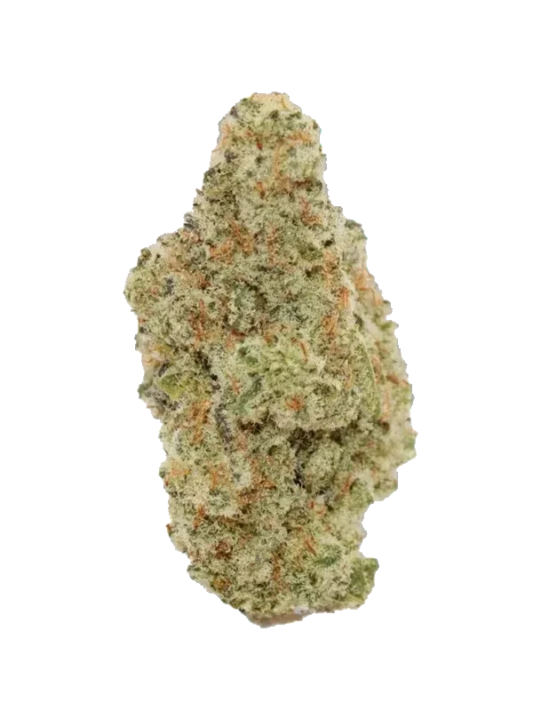 Medicus 27/1 EZA GMO