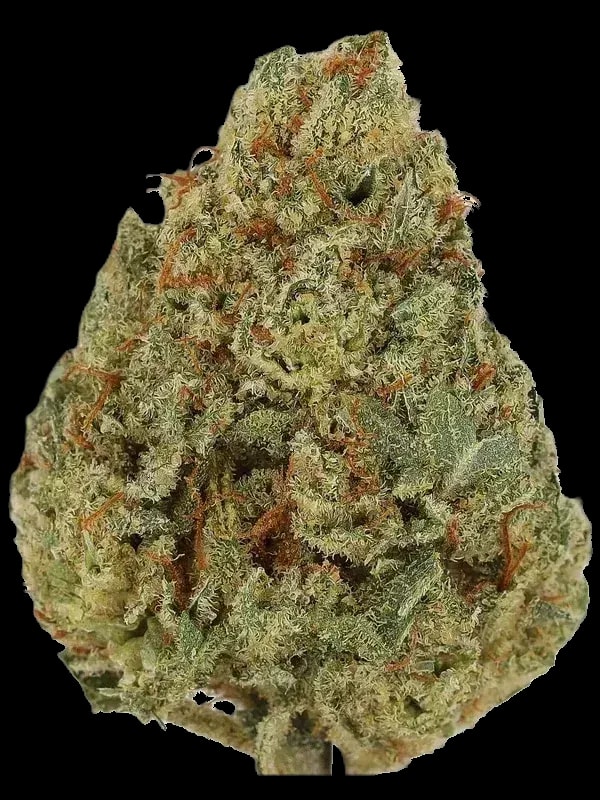 mediprocan Frosty Peaks 26/1