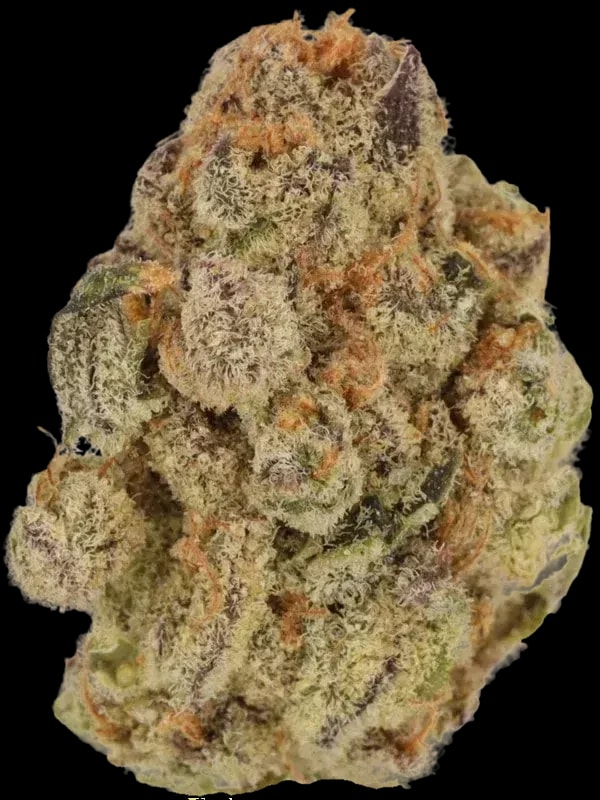 mediprocan African Ruby 30/1