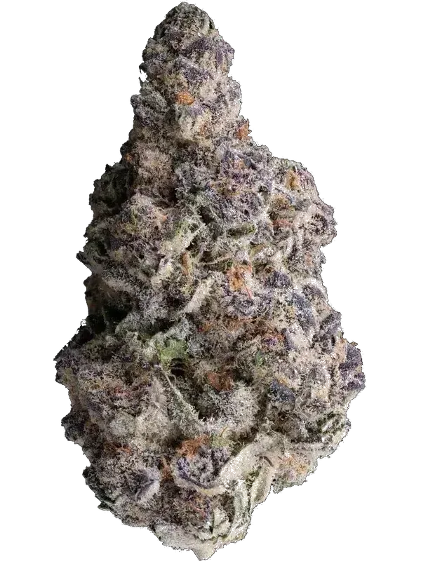 GrowMotion SBC 24/1
