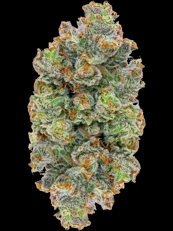 aleph green 24/1