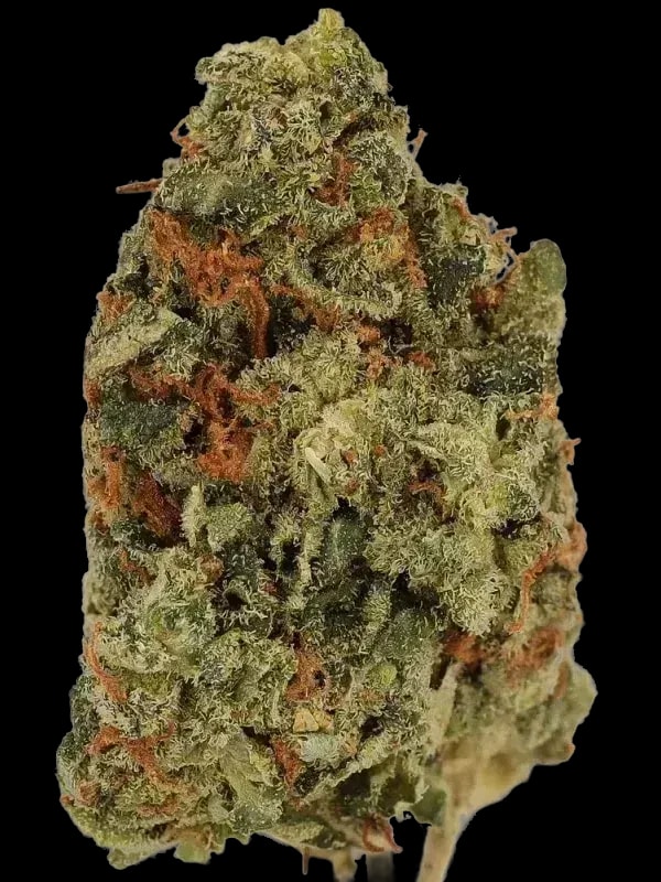 Cannamedical CM 24/1 OG Kush