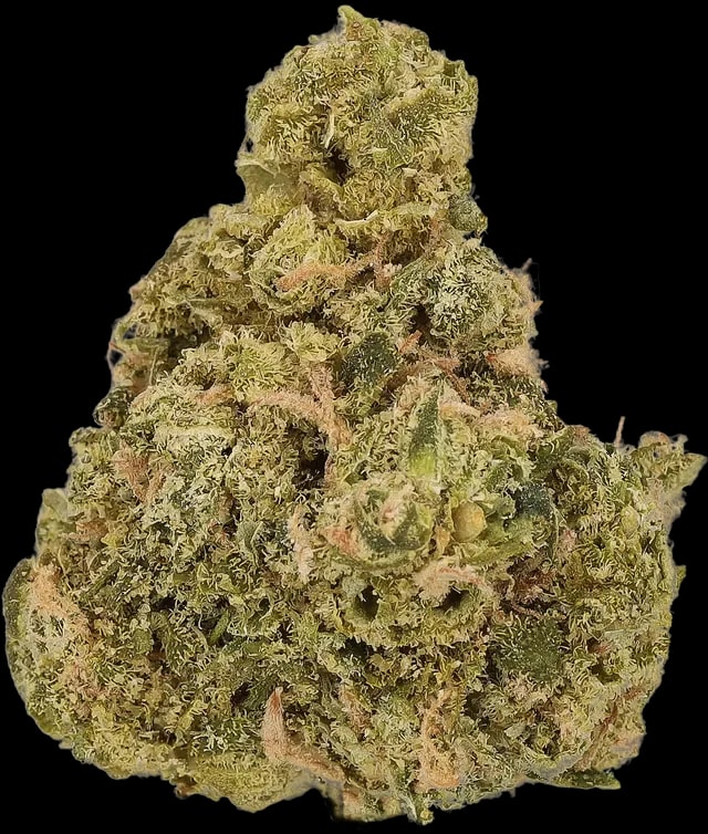 LUANA 24/1 Sundae