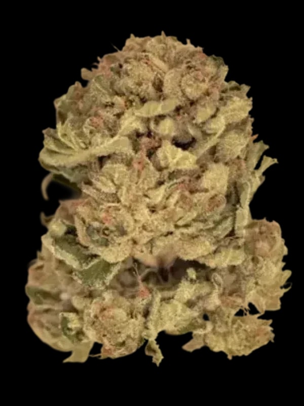 Luana 24/1 GSC