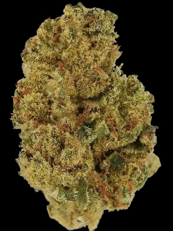 Cannamedical Hybrid Light URY