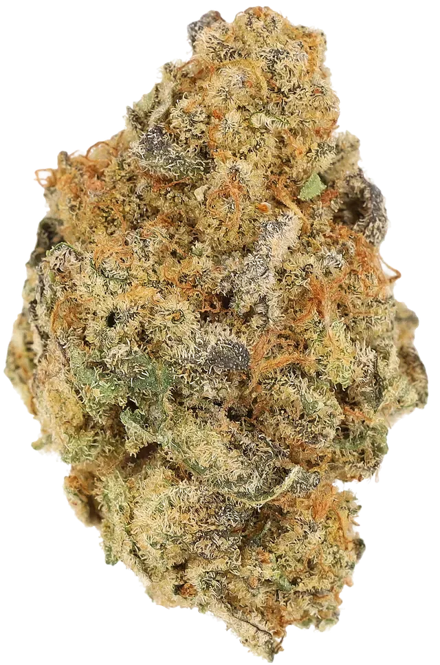 Cannamedical Indica Forte BC