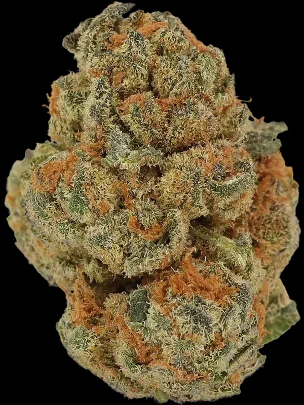 Cannamedical CM 24/1 CRM Creamy Kees No.5