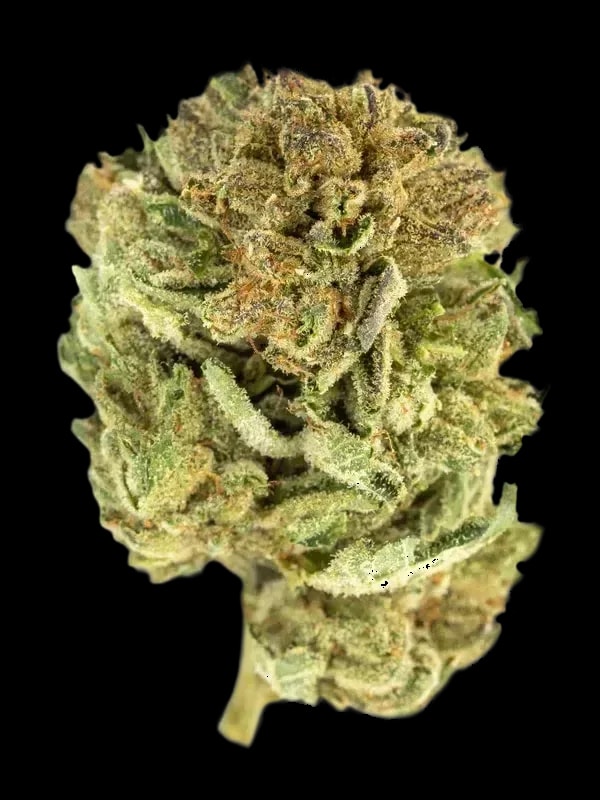 Good Supply Cannabisblüten T25 MMK