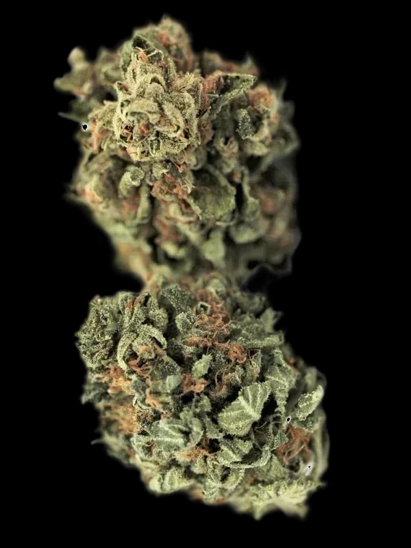 Navcora THC22 Spotlight Porto Sirius