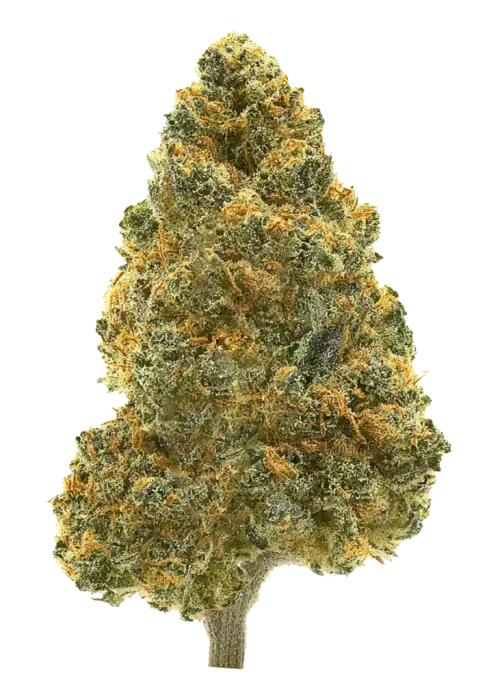 Navcora Tilray THC22 Spotlight Porto