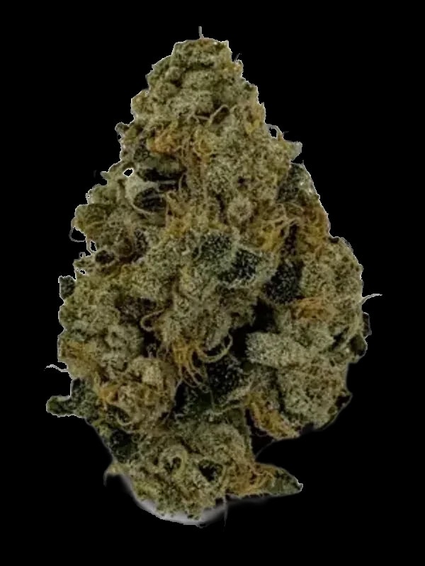 Sinceritas Hybrid Verum 24/1 BK