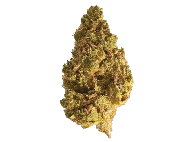 31/1 Amici WC
