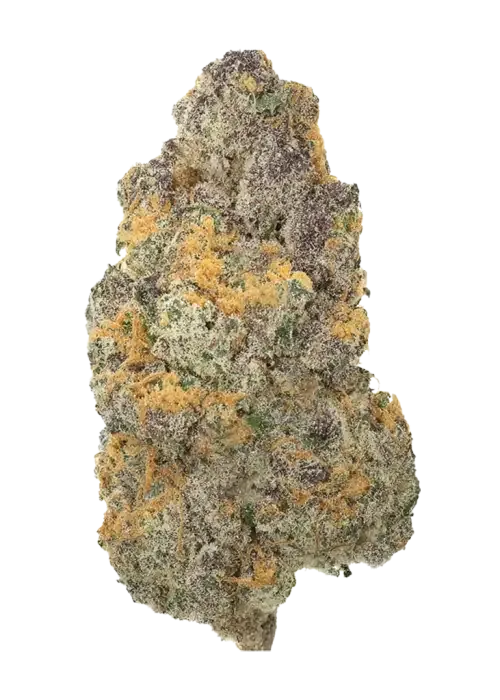 NICE 28/1 GSC