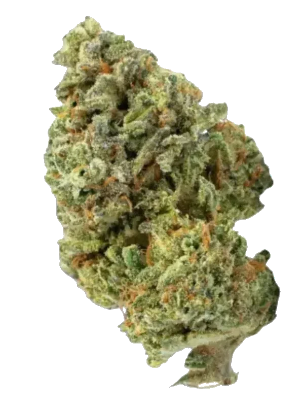 CANNABIS FLOS 28/1 CSF Ku.