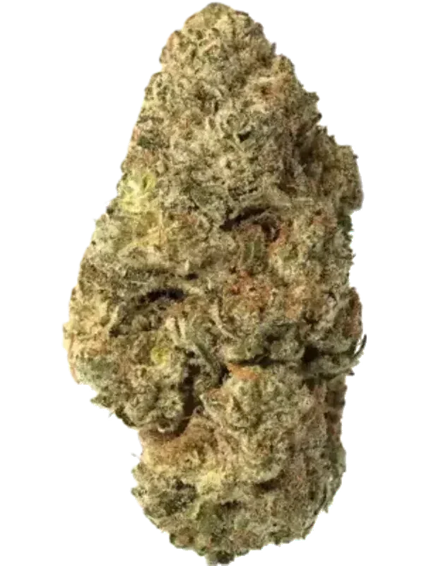 Canify Cannabis Flos 20/1 CSF Ku. Bashengo