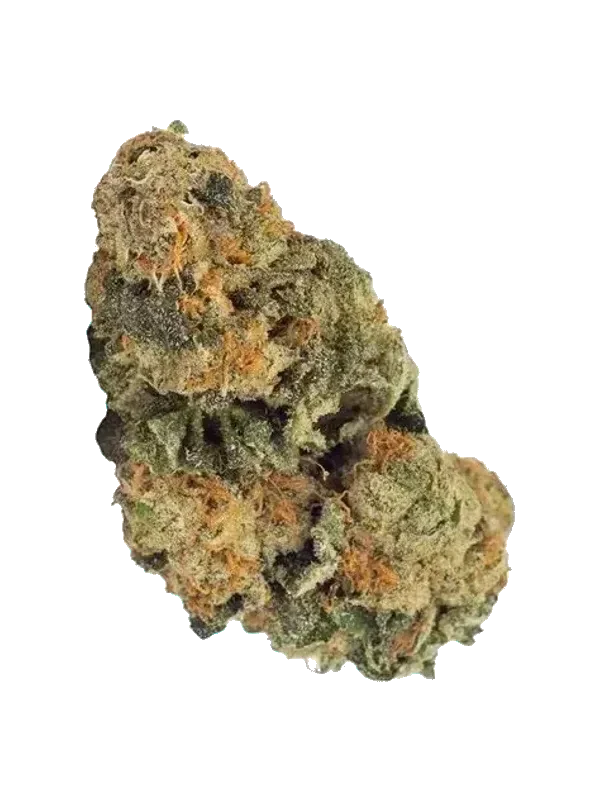 NEDCANN GHC 22/01