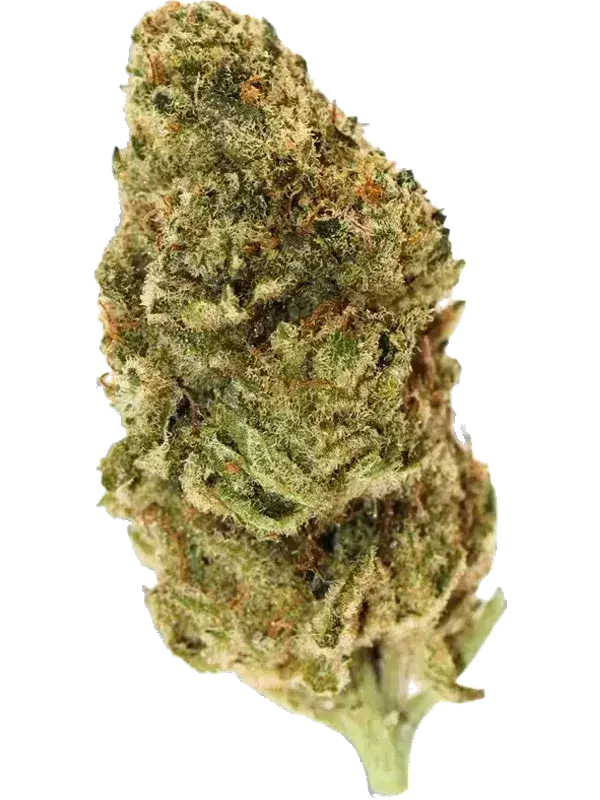 Coyote Valley 22/1 PWK Pinewood Kush