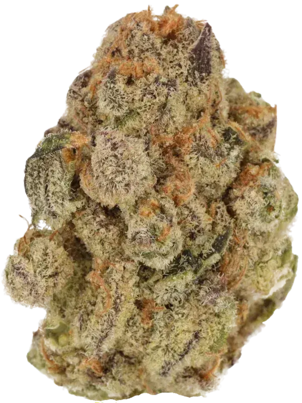 BG 24 CPY COL Capaxhy