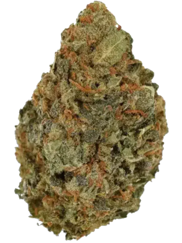 420 Evolution 27/1 CA CBB Cherry Bang Bang