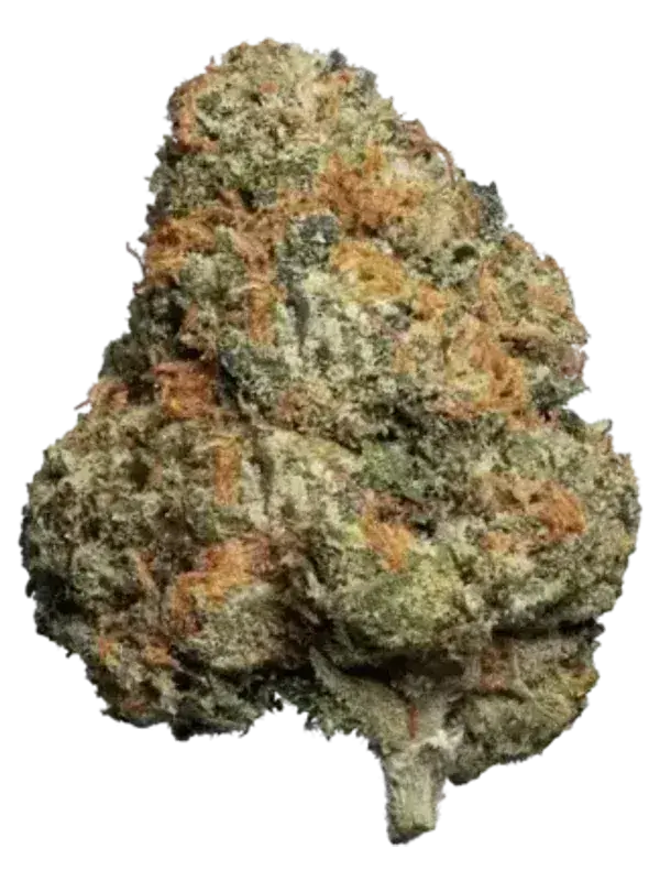 San Raf 31/1 CFK Campfire Kush